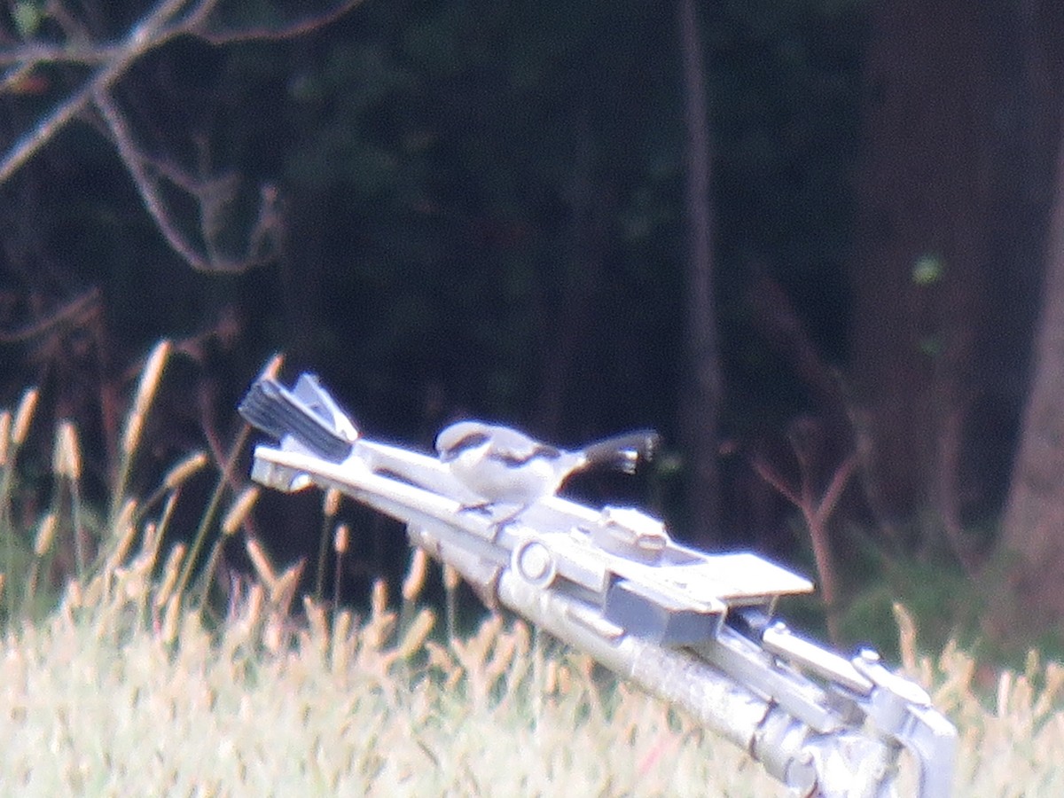 Loggerhead Shrike - ML377737521