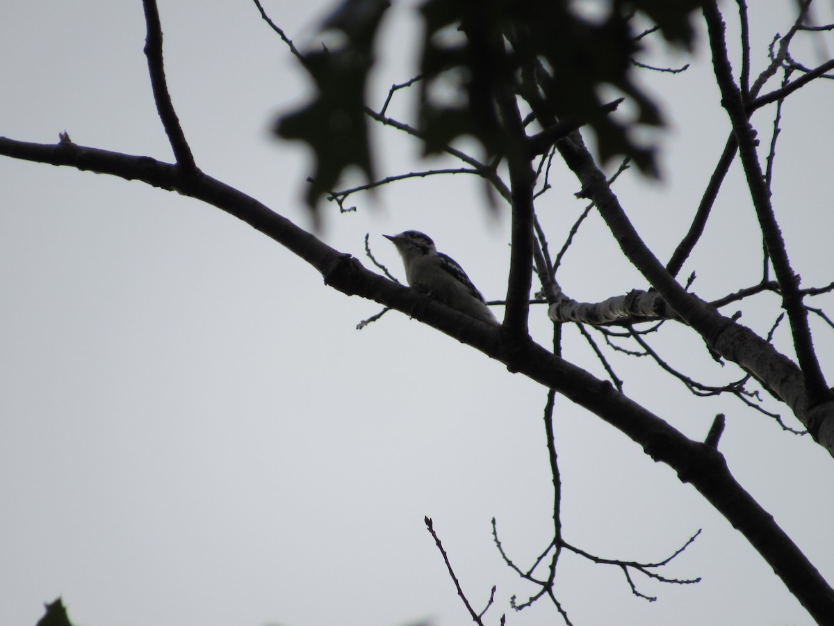 Downy Woodpecker (Eastern) - ML377737581