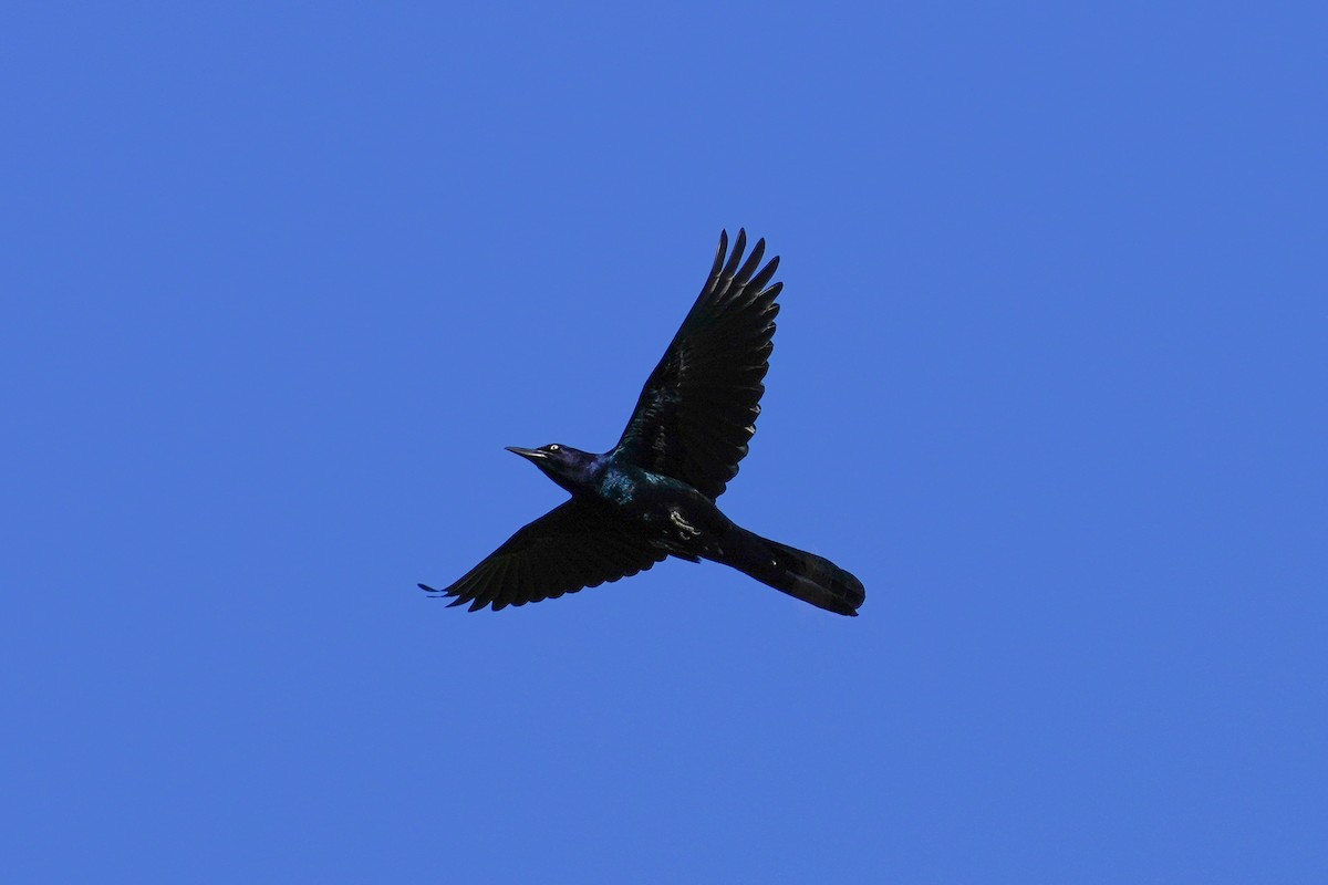 Boat-tailed Grackle - ML377738071