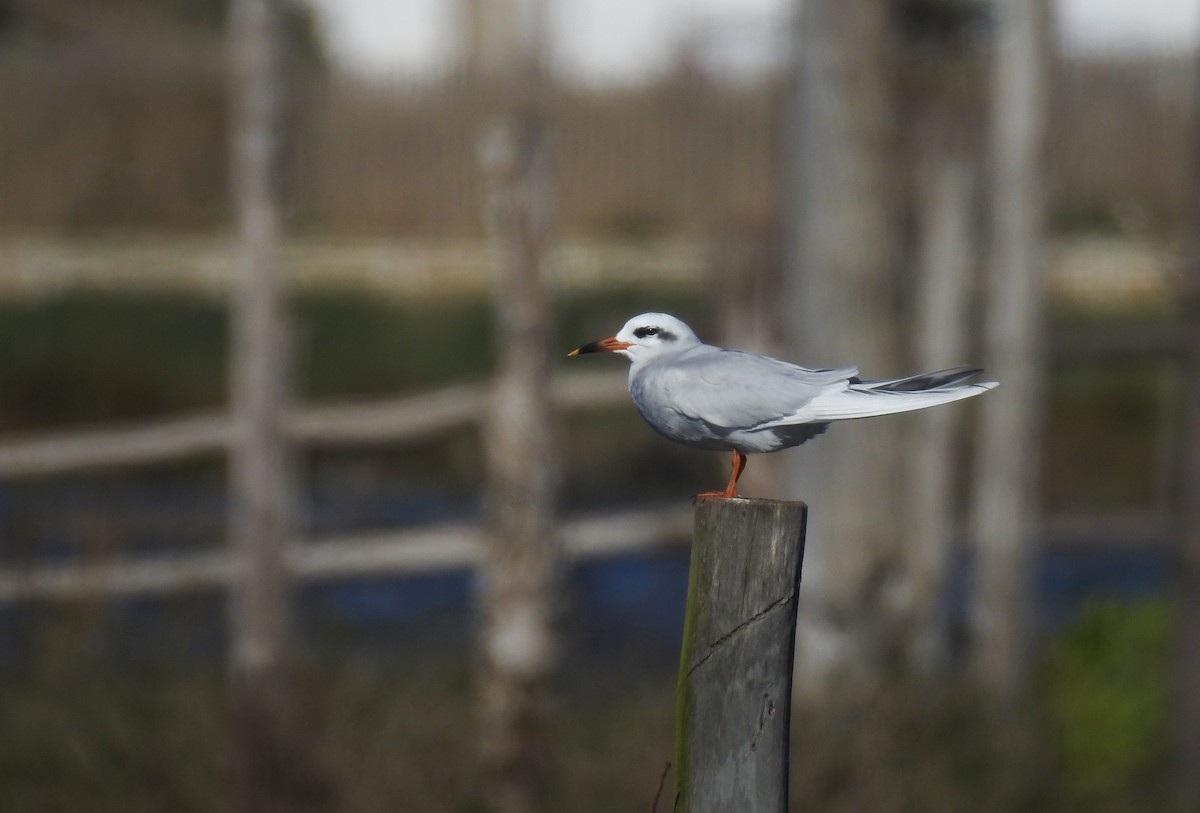 Snowy-crowned Tern - Natacha González