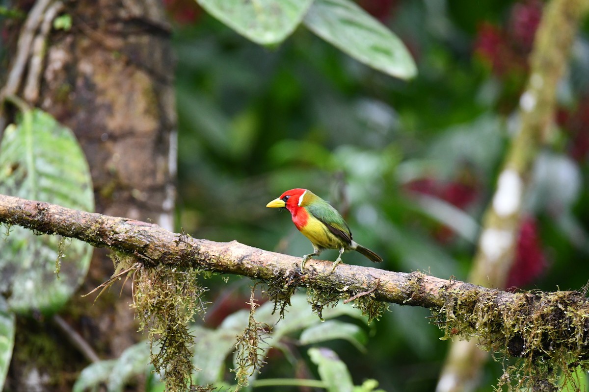 Red-headed Barbet - Fabian Ortiz