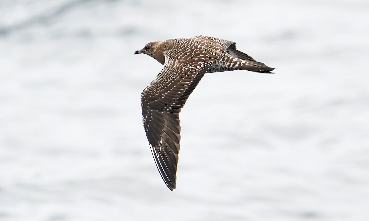 Long-tailed Jaeger - Daniel López-Velasco | Ornis Birding Expeditions