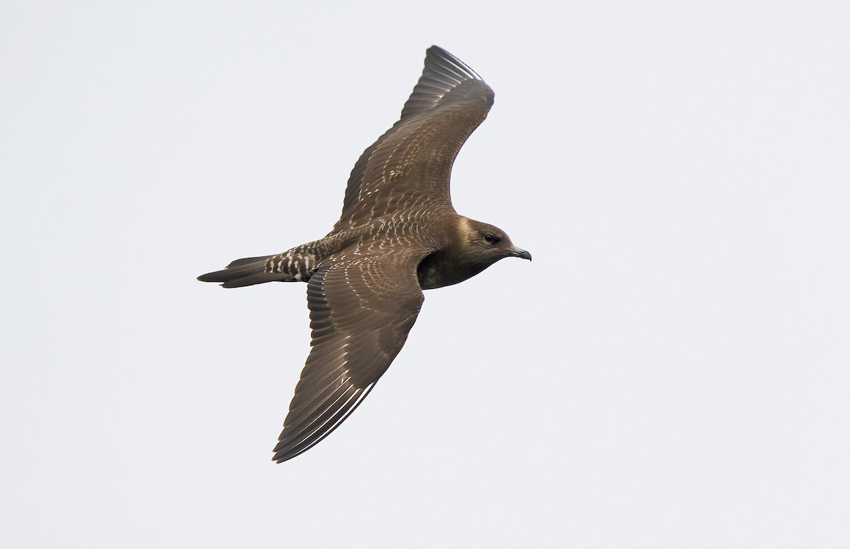 Long-tailed Jaeger - Daniel López-Velasco | Ornis Birding Expeditions