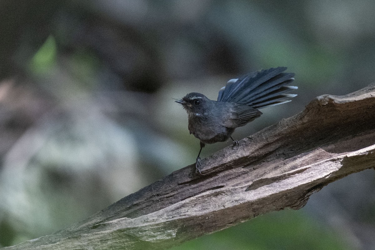 White-throated Fantail - ML377738721