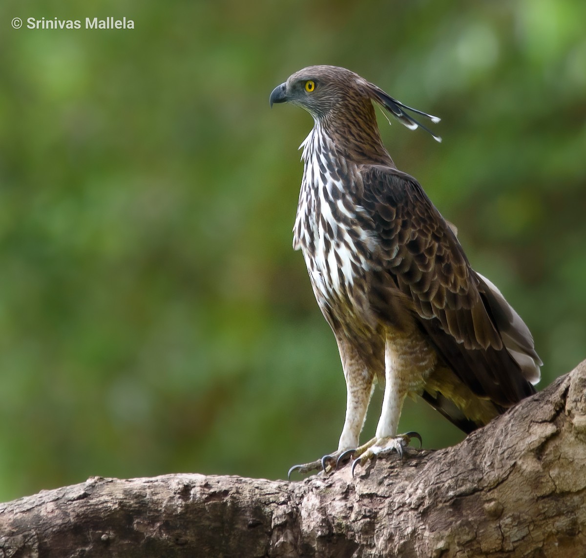 Changeable Hawk-Eagle - Srinivas Mallela