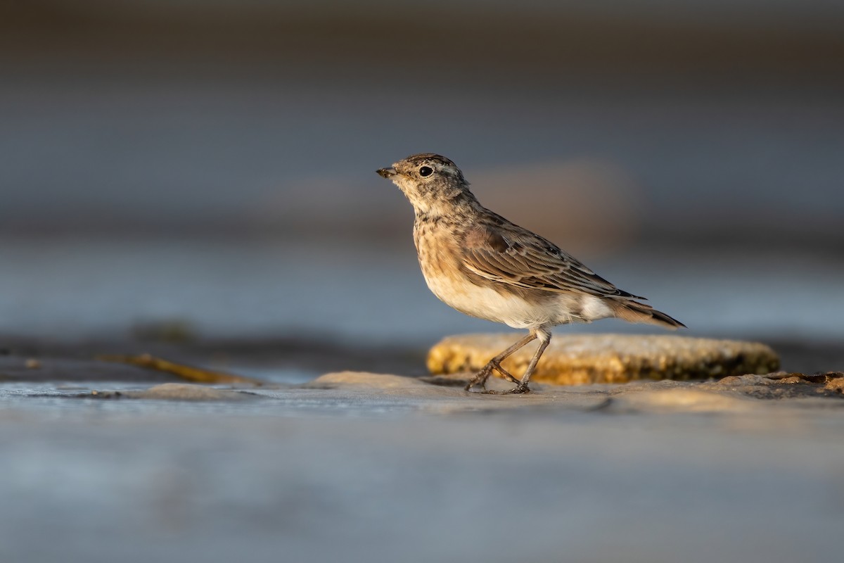 Horned Lark - Matthew Bode