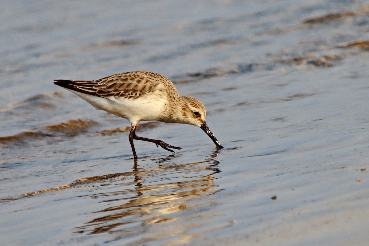 Curlew Sandpiper - ML377740111