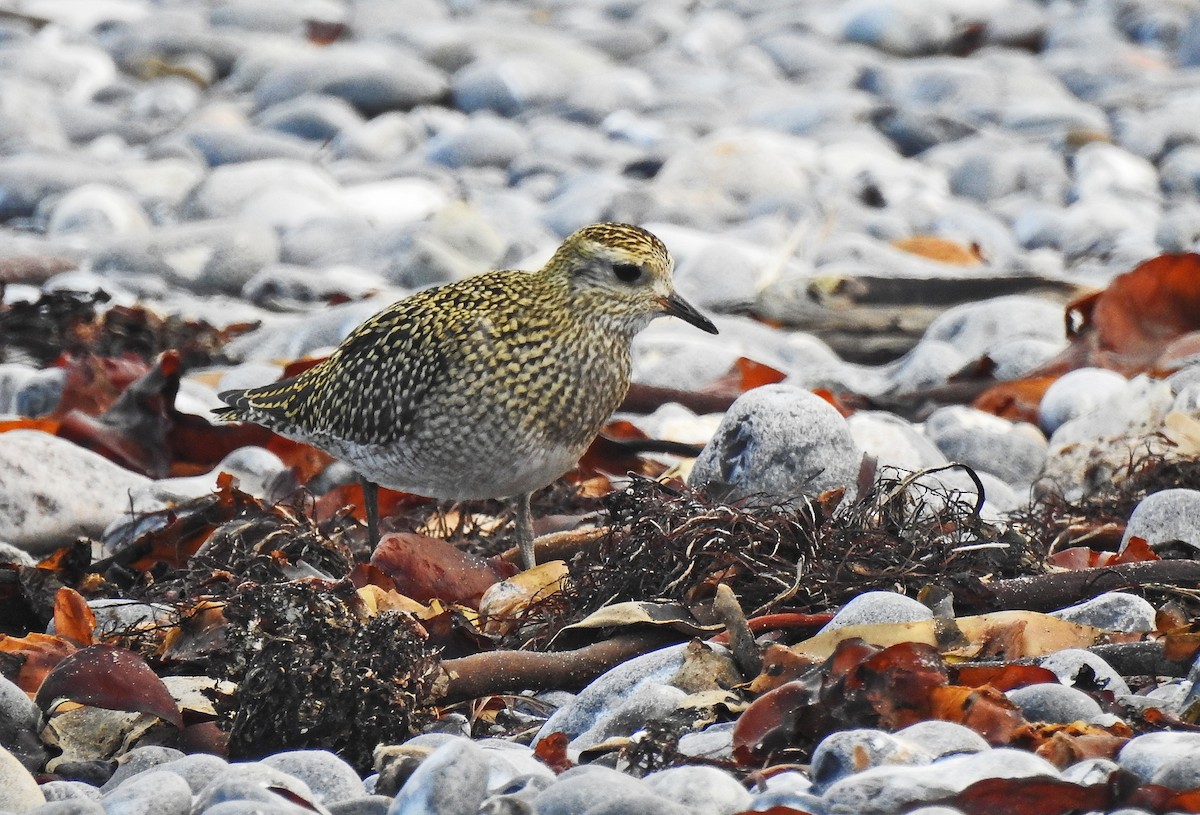 European Golden-Plover - Manfred Schleuning