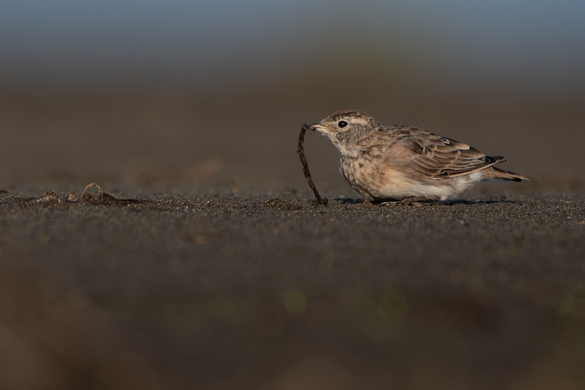 Horned Lark - Matthew Bode