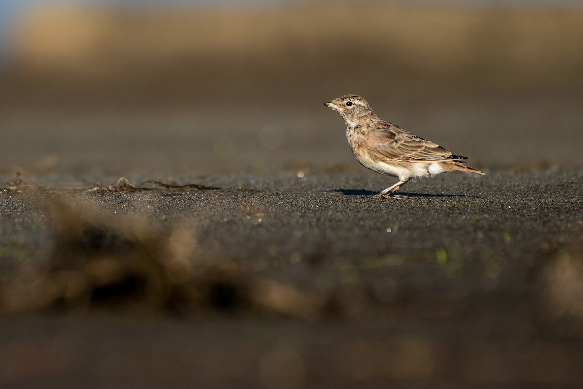 Horned Lark - Matthew Bode