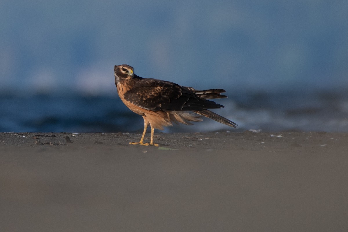 Northern Harrier - ML377741021