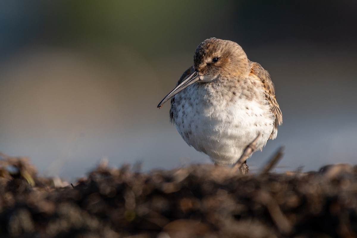 Dunlin - ML377741281