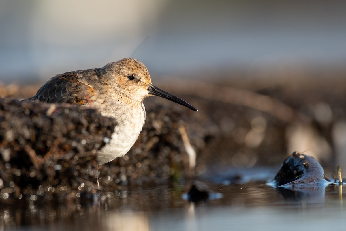 Dunlin - Matthew Bode