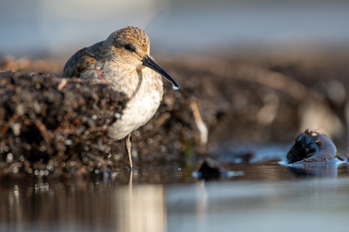 Dunlin - Matthew Bode