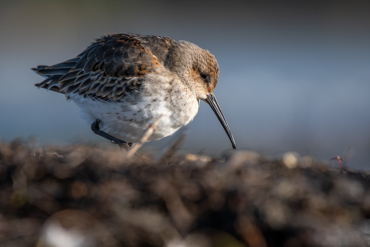 Dunlin - Matthew Bode