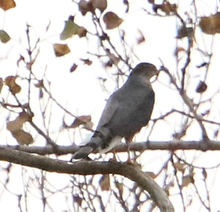 Cooper's Hawk - ML377743011