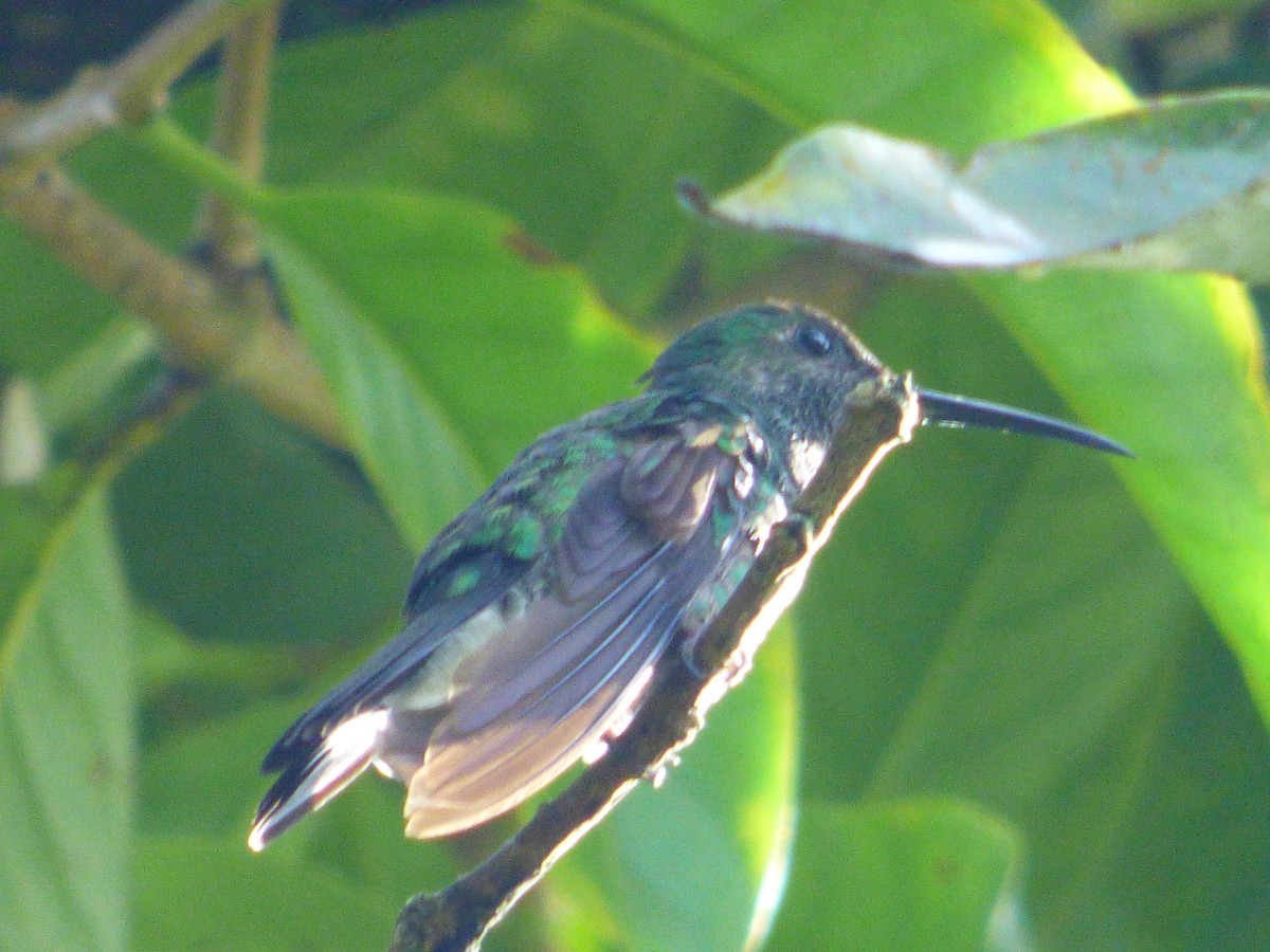 Colibrí de Buffon - ML377743181