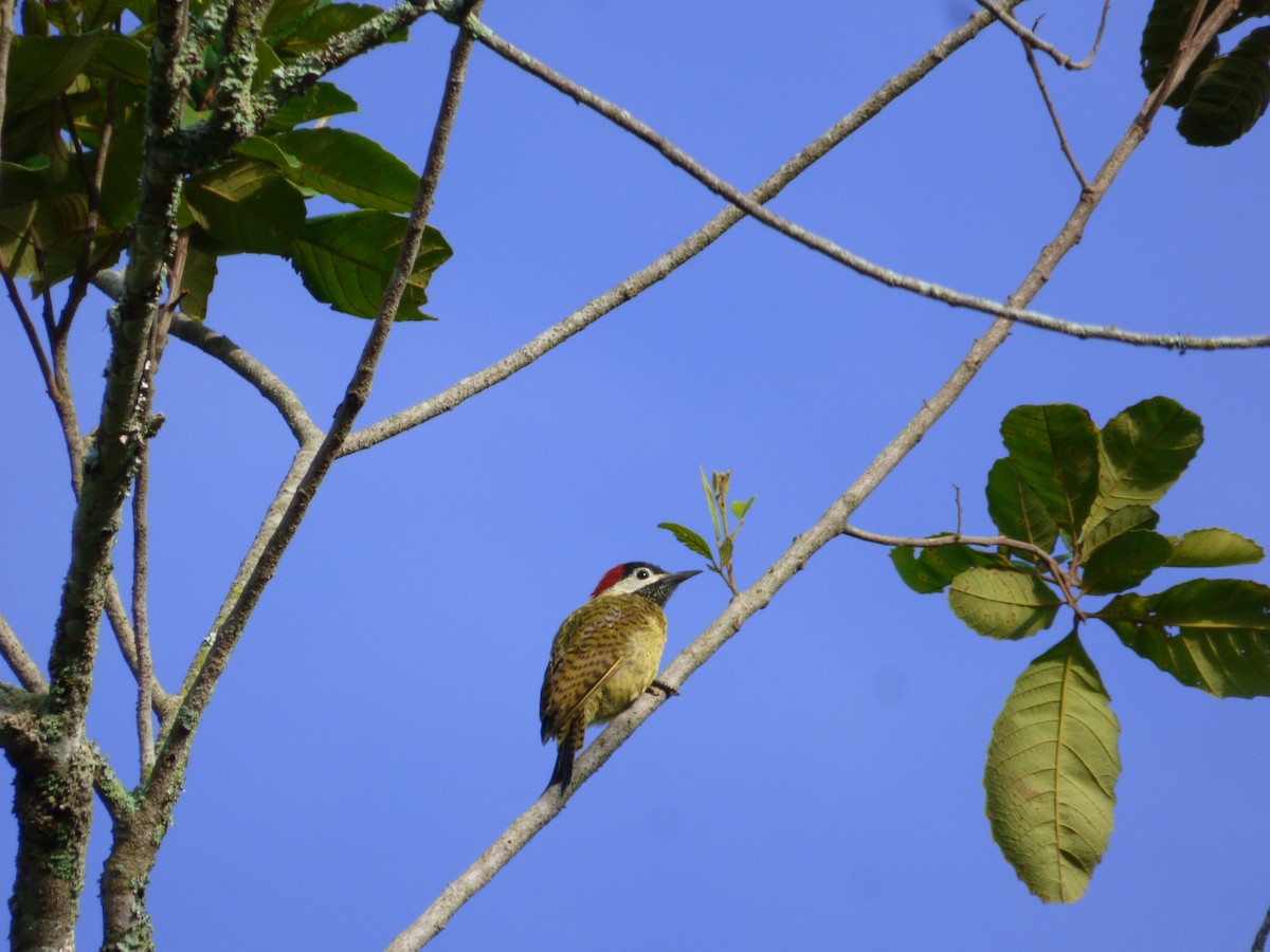 Spot-breasted Woodpecker - Liliana Peña