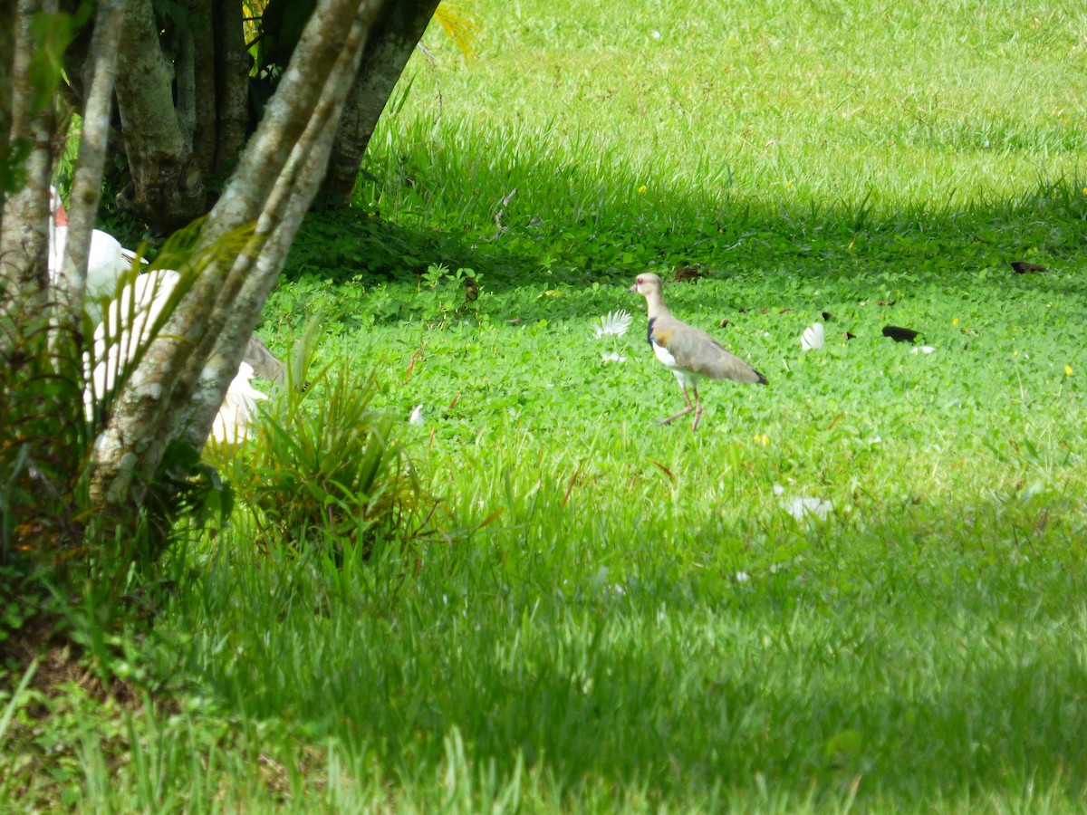 Southern Lapwing - Liliana Peña