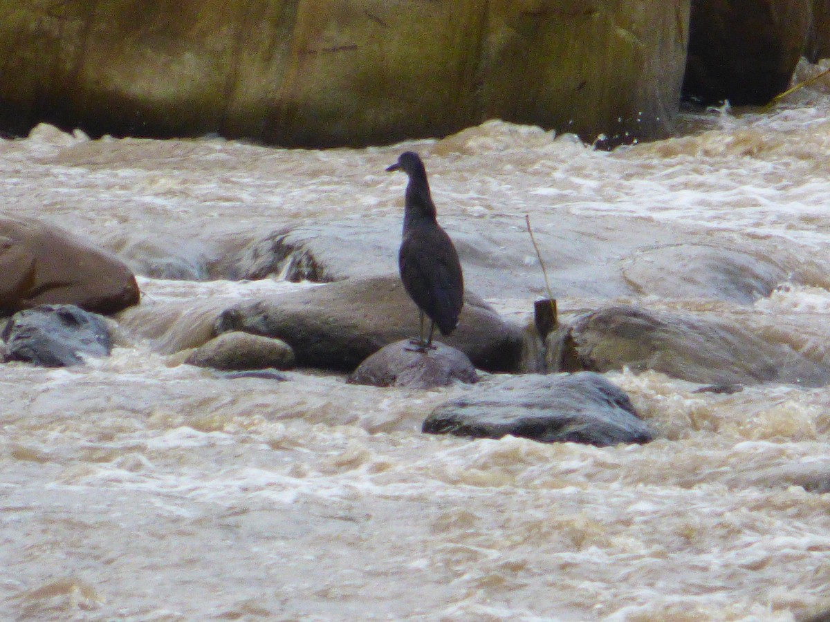 Fasciated Tiger-Heron - Liliana Peña