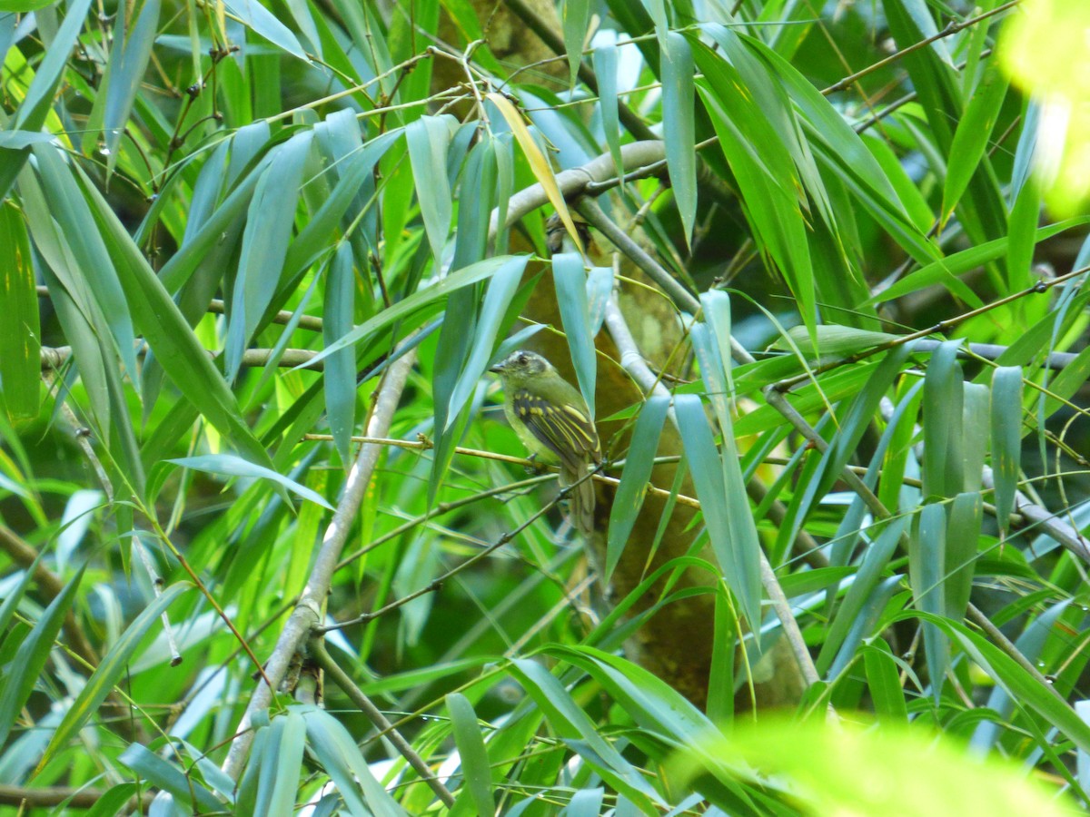 Slaty-capped Flycatcher - ML377743701