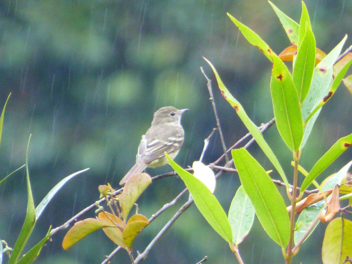 Acadian Flycatcher - Liliana Peña