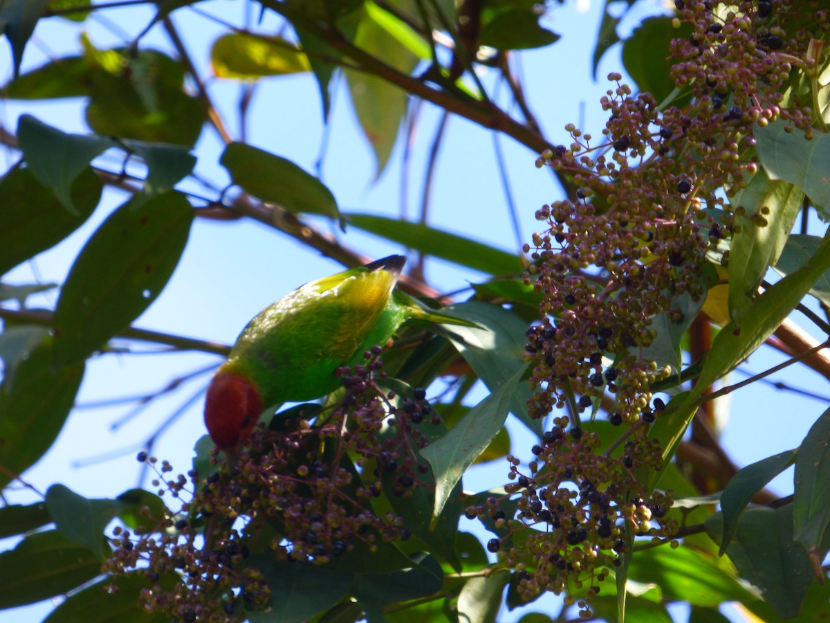 Bay-headed Tanager - ML377744561