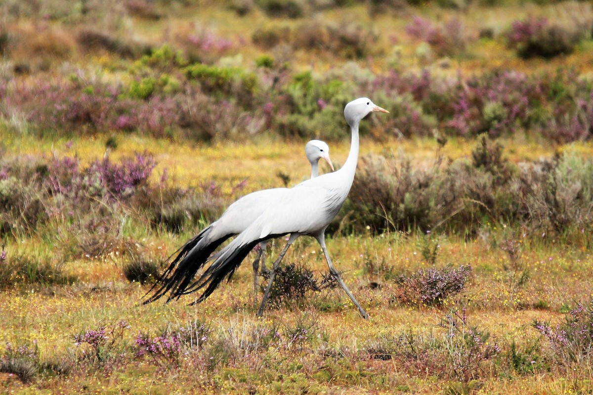 Blue Crane - ML377746161