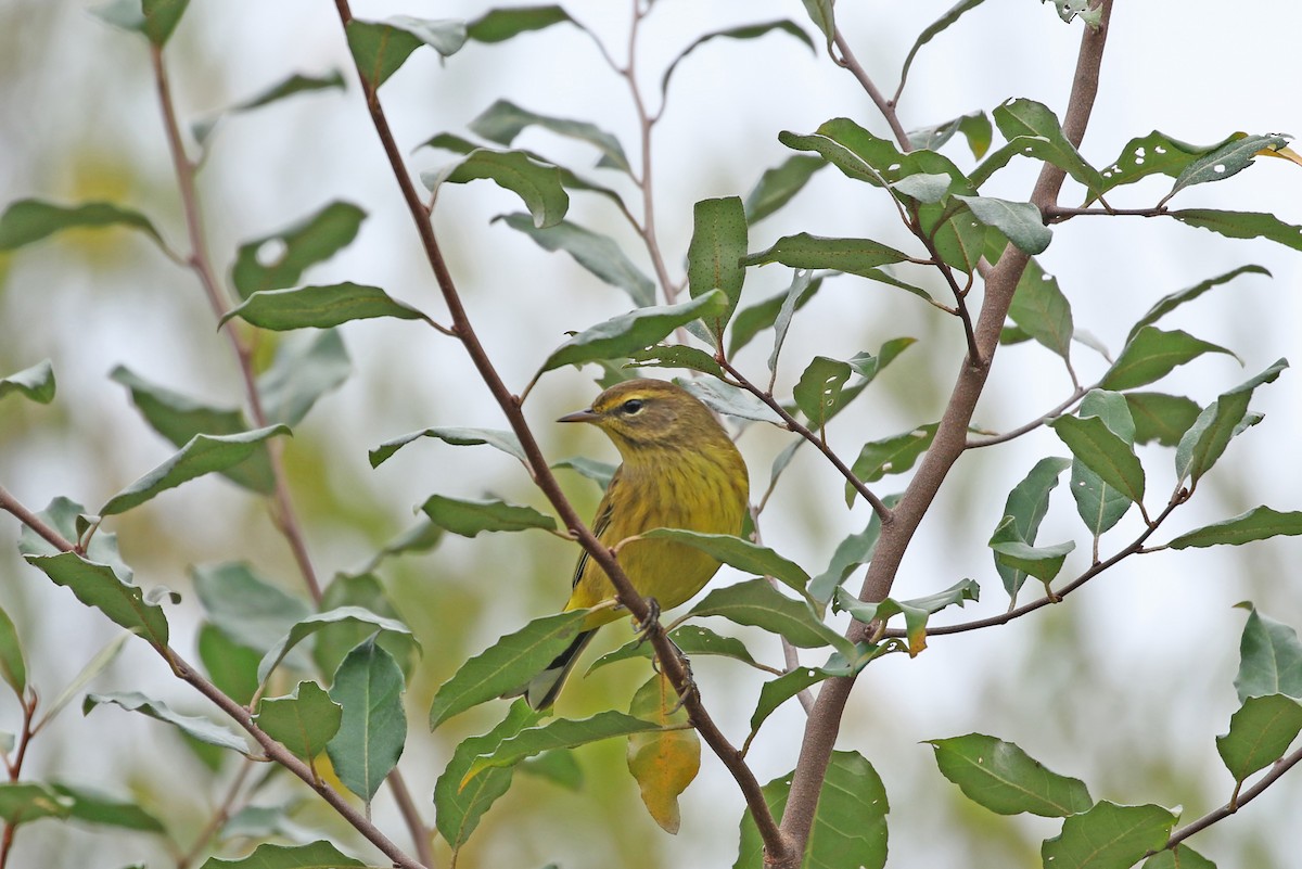 Paruline à couronne rousse - ML377746721