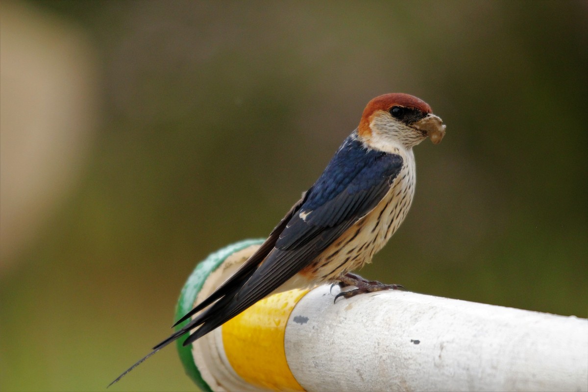 Greater Striped Swallow - ML377746741