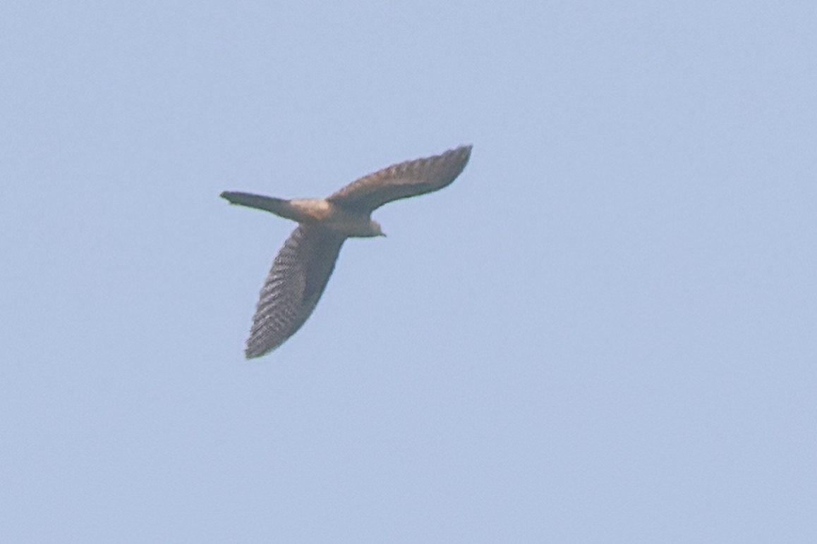 Common Cuckoo - Abu Bakar Siddik