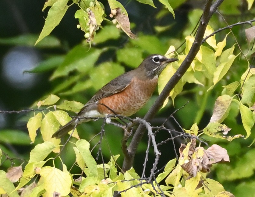 American Robin - ML377748731