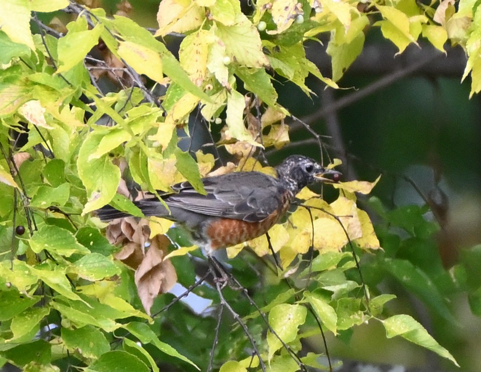 American Robin - ML377748771