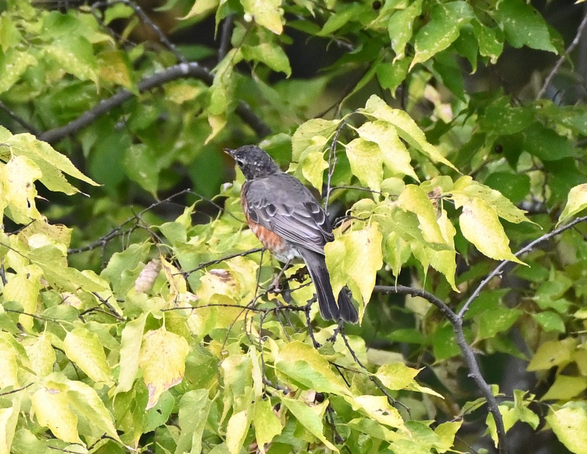 American Robin - ML377748791