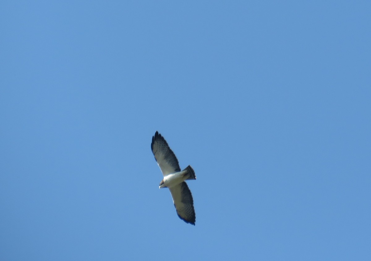 Kurzschwanzbussard - ML377749401
