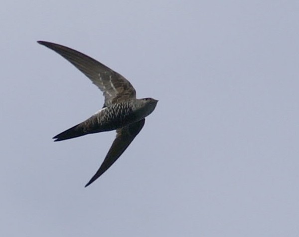 Pacific Swift - Dave Bakewell