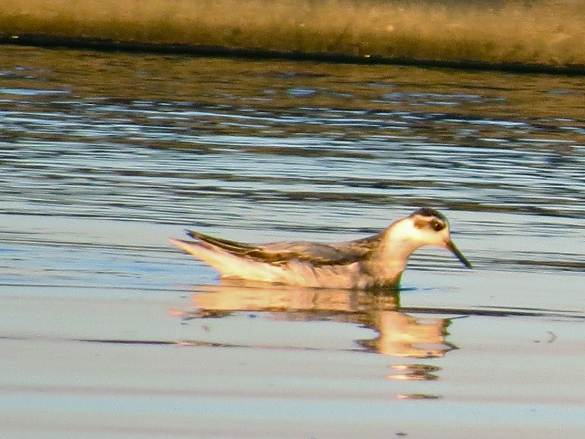 Red Phalarope - Benjamin Murphy