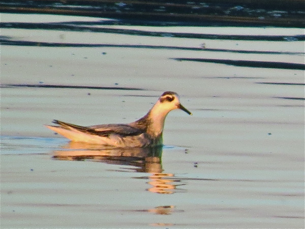 polarsvømmesnipe - ML37775101