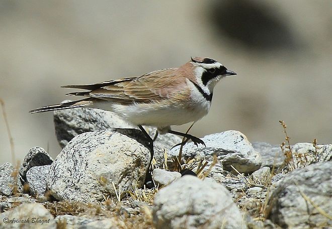 Horned Lark - ML377751561