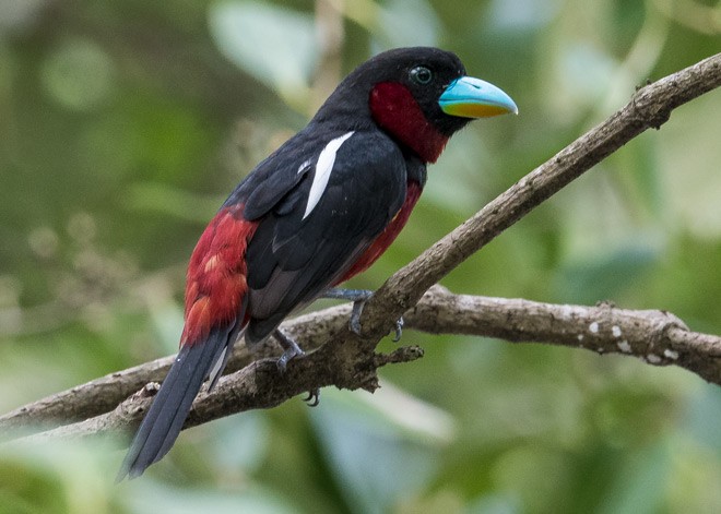 Black-and-red Broadbill (Black-and-red) - ML377751651