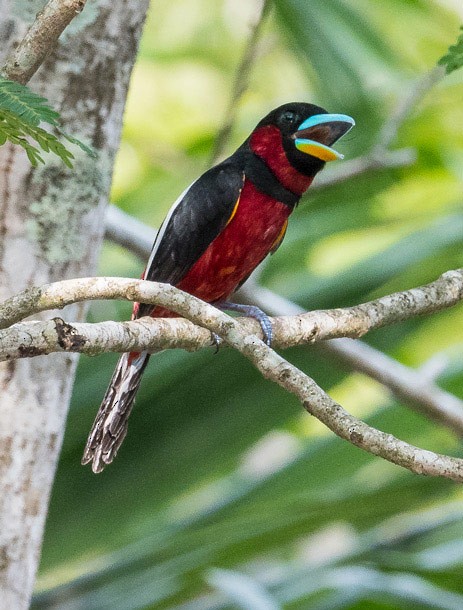 Black-and-red Broadbill (Black-and-red) - ML377751711