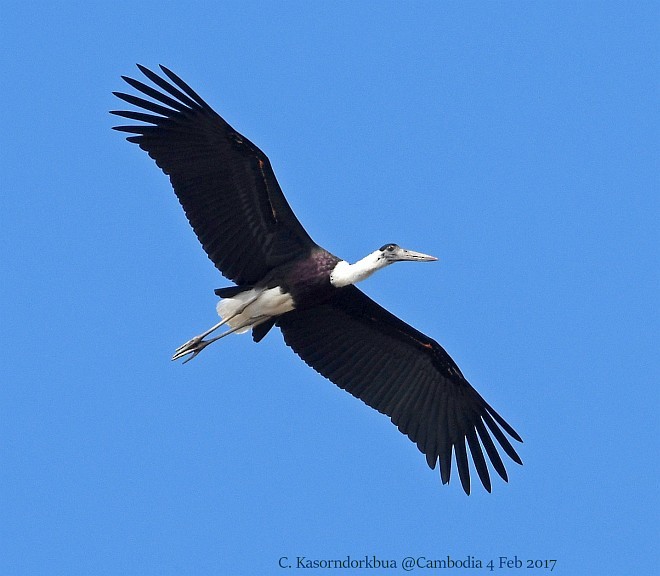 Asian Woolly-necked Stork - ML377752281