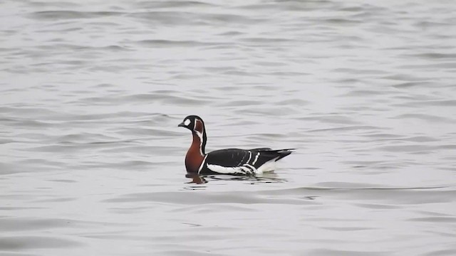 Red-breasted Goose - ML377752881