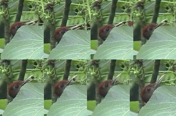 Okinawa Woodpecker - ML377753251