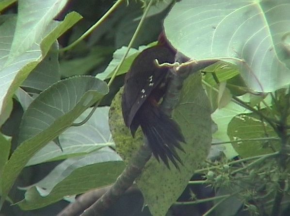 Okinawa Woodpecker - ML377753311