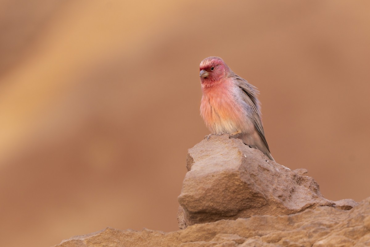 Sinai Rosefinch - Marco Valentini