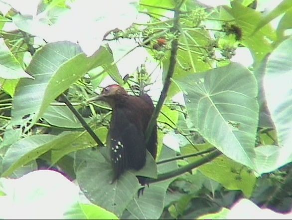 Okinawa Woodpecker - ML377753351