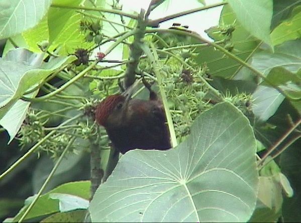 Okinawa Woodpecker - ML377753371