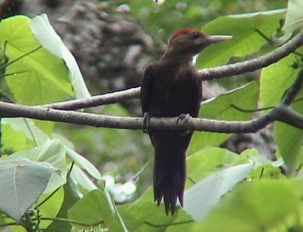 Okinawa Woodpecker - ML377753381