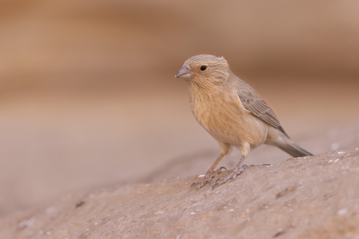 Sinai Rosefinch - Marco Valentini